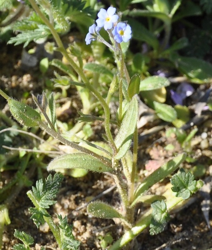 Image of Myosotis cadmea specimen.