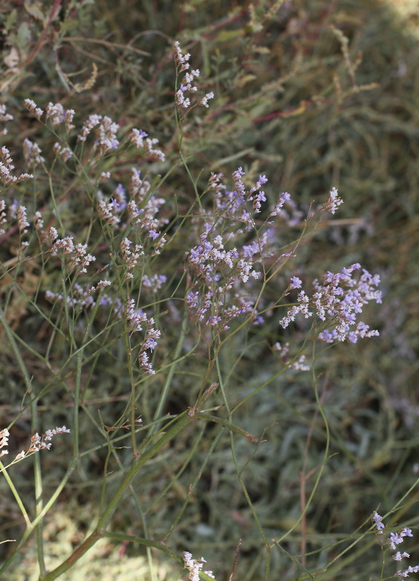 Image of Limonium bungei specimen.