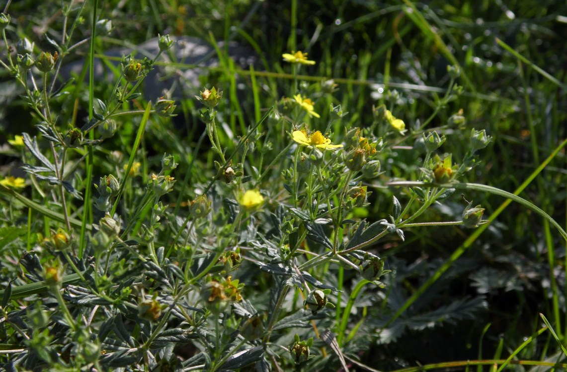 Image of Potentilla argentea specimen.