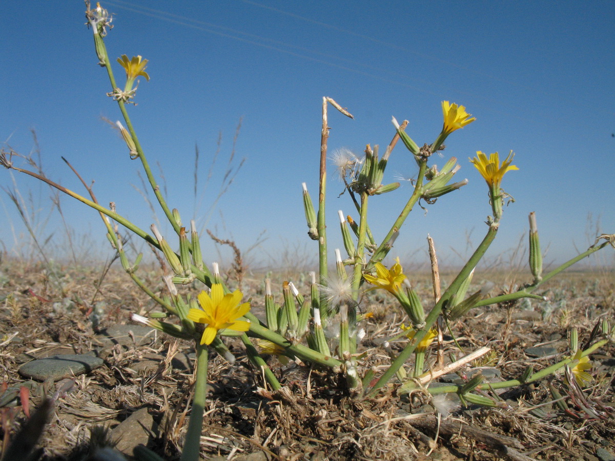 Image of Chondrilla juncea specimen.