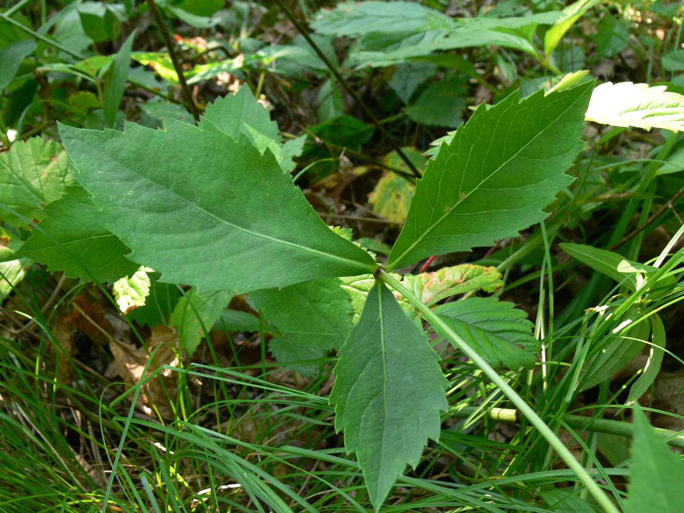 Image of Adenophora divaricata specimen.