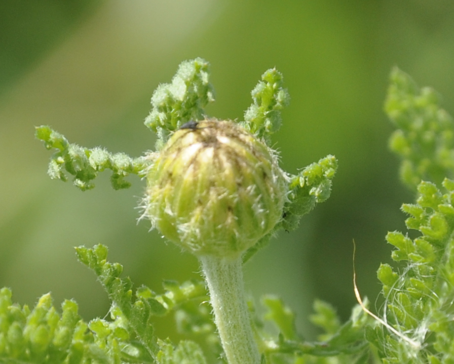 Image of genus Anthemis specimen.