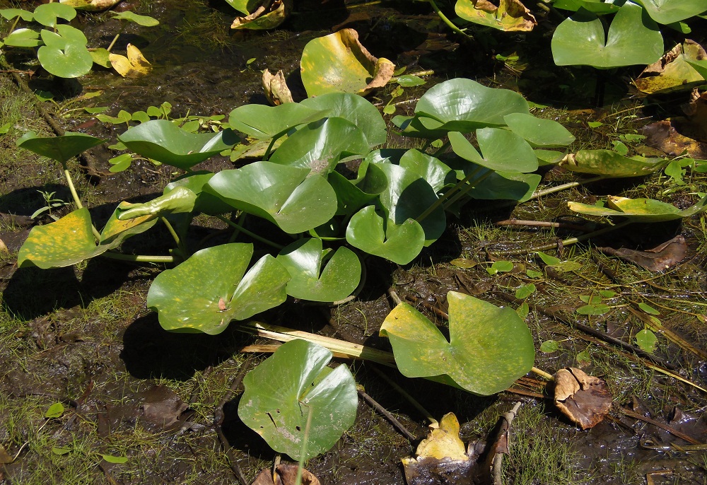 Изображение особи Nymphaea alba.