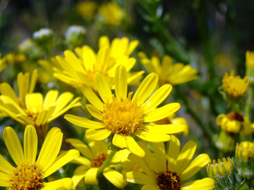 Image of Senecio erucifolius specimen.