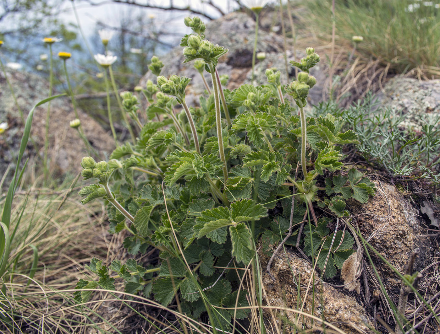 Изображение особи Potentilla foliosa.