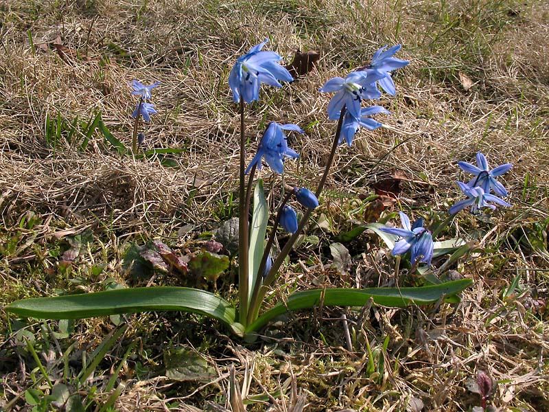 Image of Scilla siberica specimen.