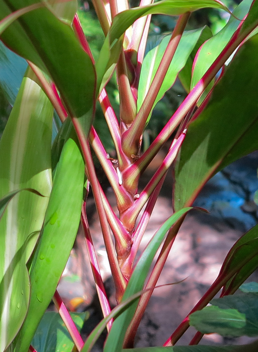 Image of Cordyline fruticosa specimen.