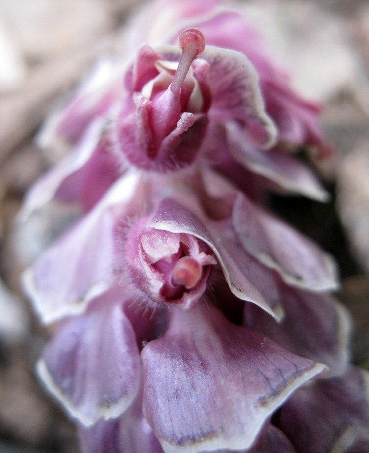 Image of Lathraea squamaria specimen.