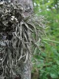 genus Ramalina. Таллом с апотецием. Краснодарский край, Абинский р-н, окр. пос. Новый, широколиственный лес, на стволе Acer laetum. 05.07.2017.