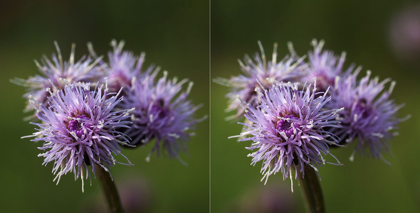 Изображение особи род Cirsium.