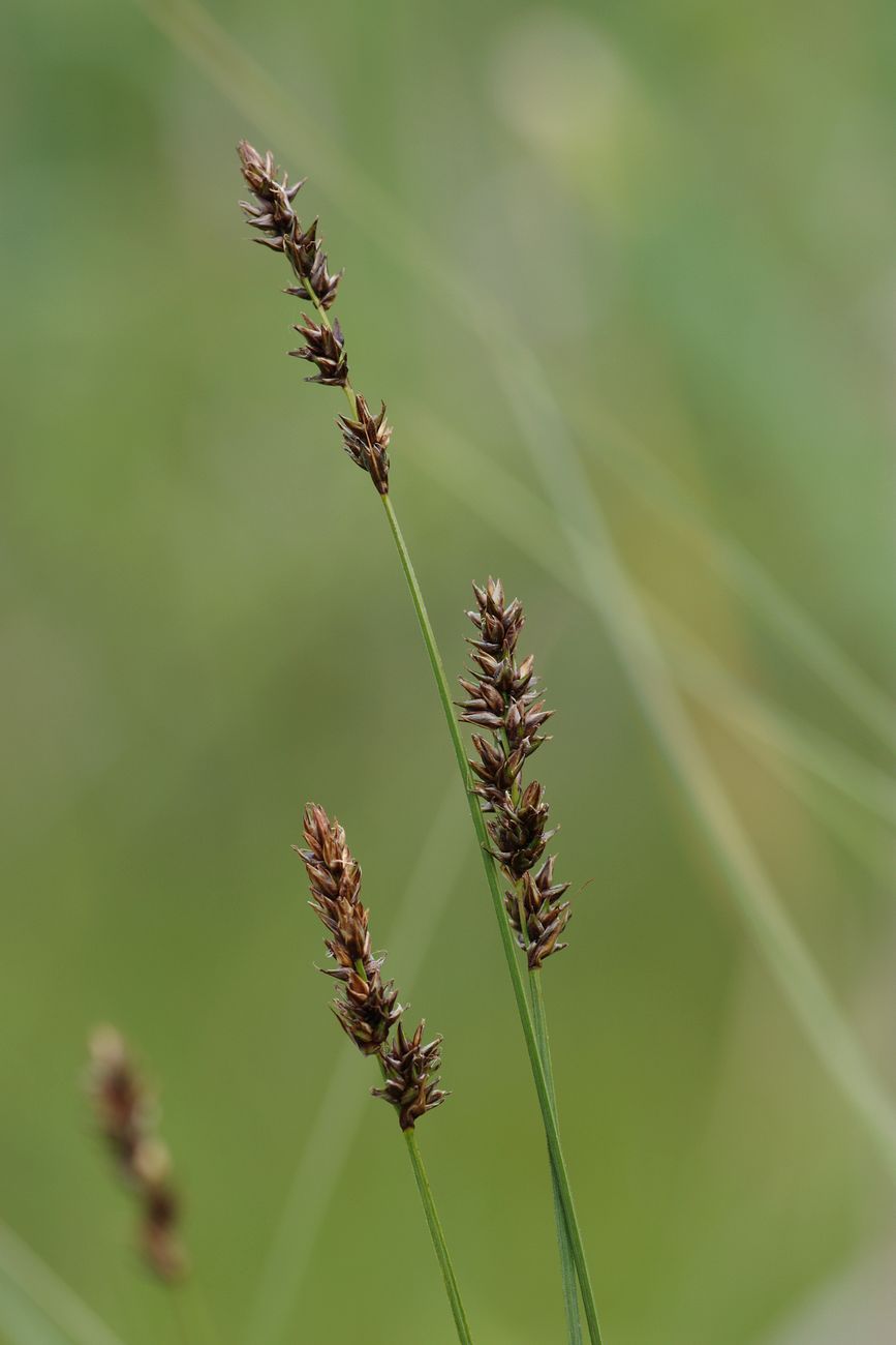 Изображение особи Carex diandra.