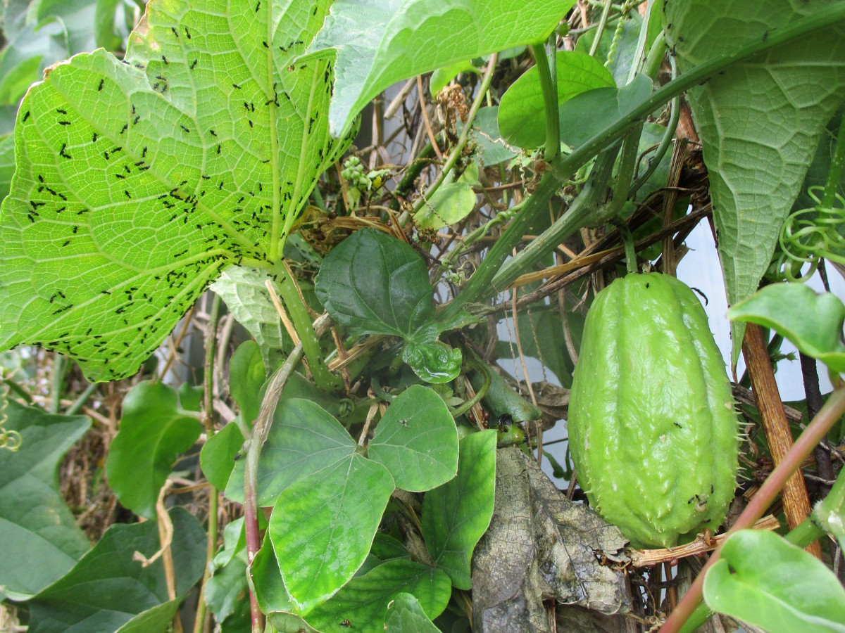 Image of Sechium edule specimen.