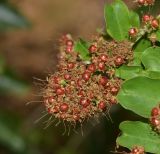 Galpinia transvaalica. Верхушка ветки плодоносящего дерева. Израиль, Шарон, пос. Кфар Монаш, ботанический сад \"Хават Ганой\". 15.08.2016.