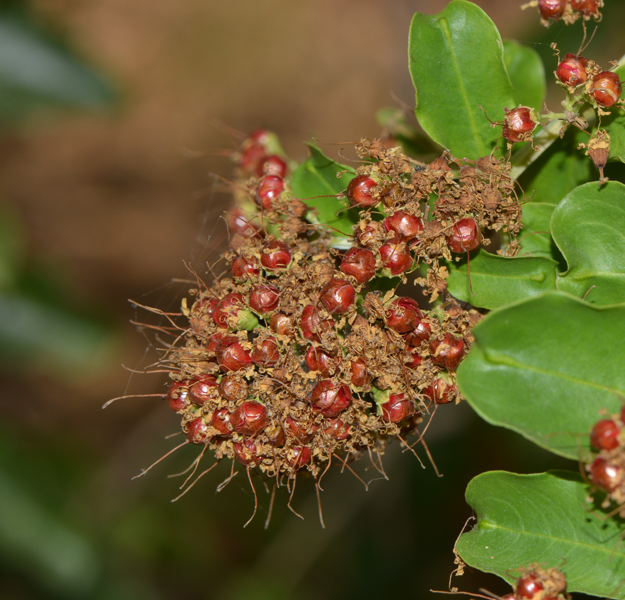 Image of Galpinia transvaalica specimen.