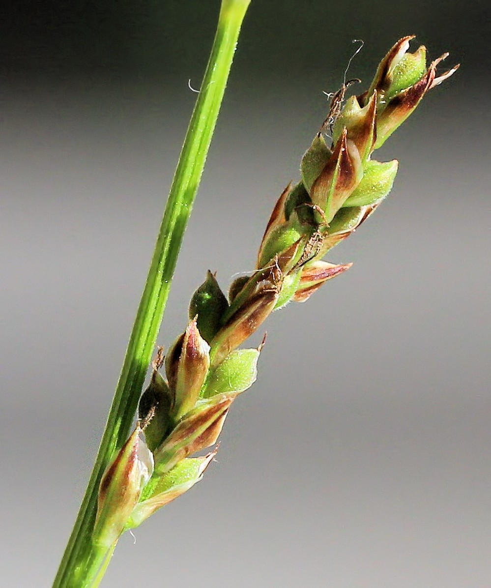 Image of Carex reventa specimen.