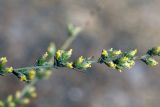 Artemisia serotina