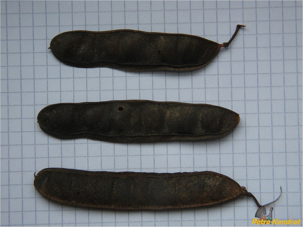 Image of genus Robinia specimen.