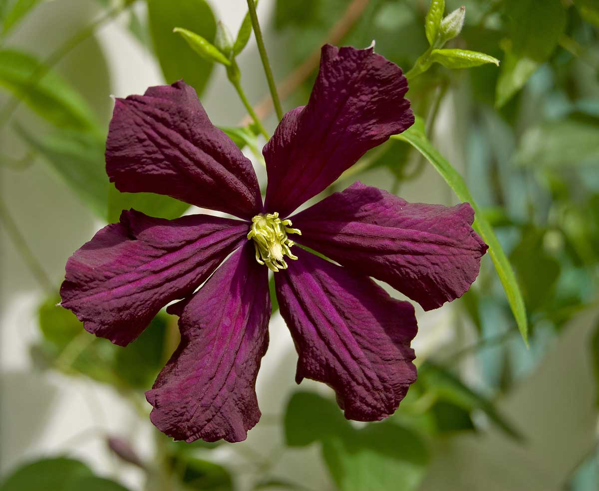 Изображение особи Clematis &times; jackmanii.