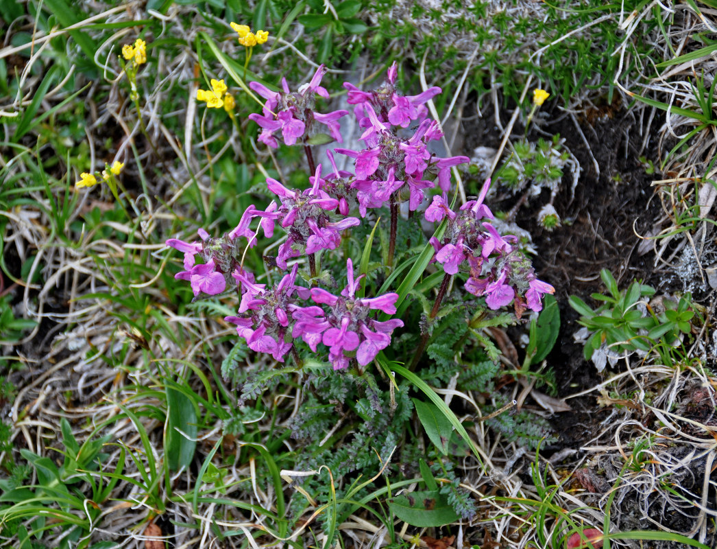 Изображение особи Pedicularis caucasica.