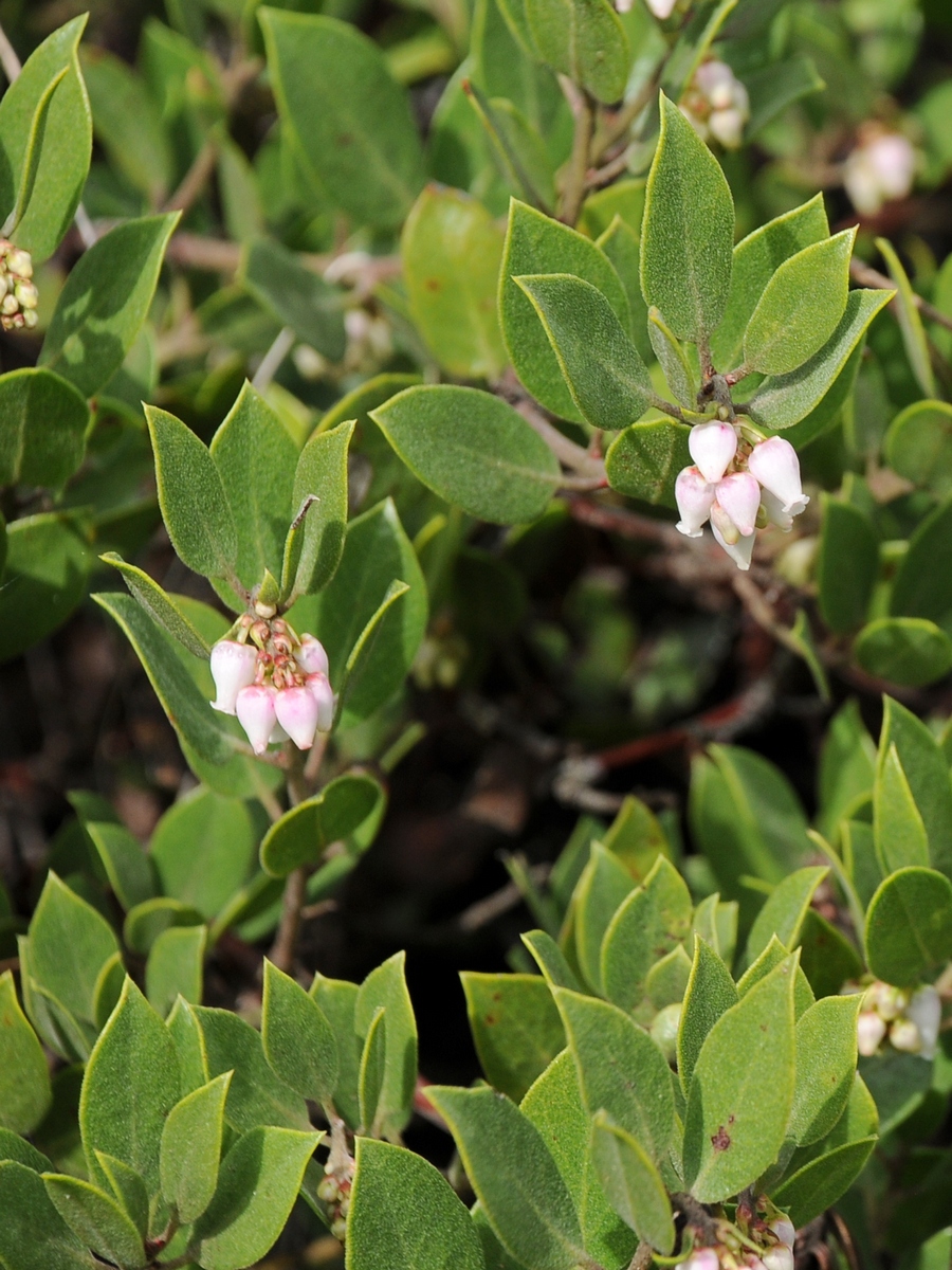 Image of Arctostaphylos hookeri ssp. franciscana specimen.