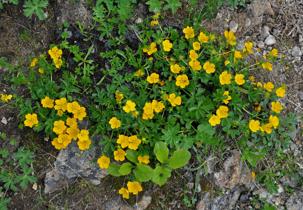 Image of Potentilla ruprechtii specimen.