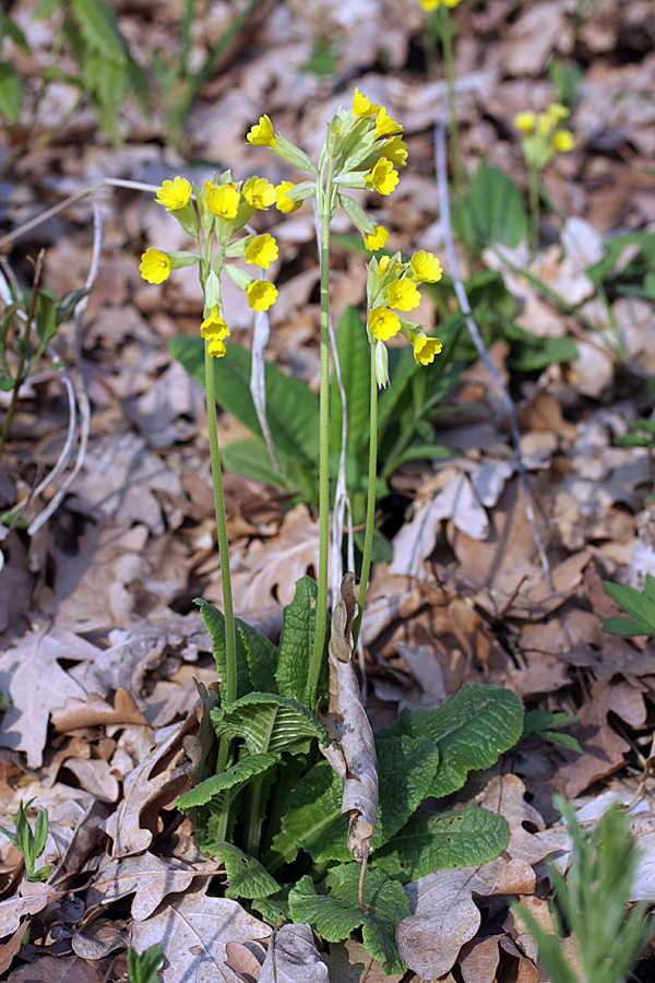 Image of Primula macrocalyx specimen.