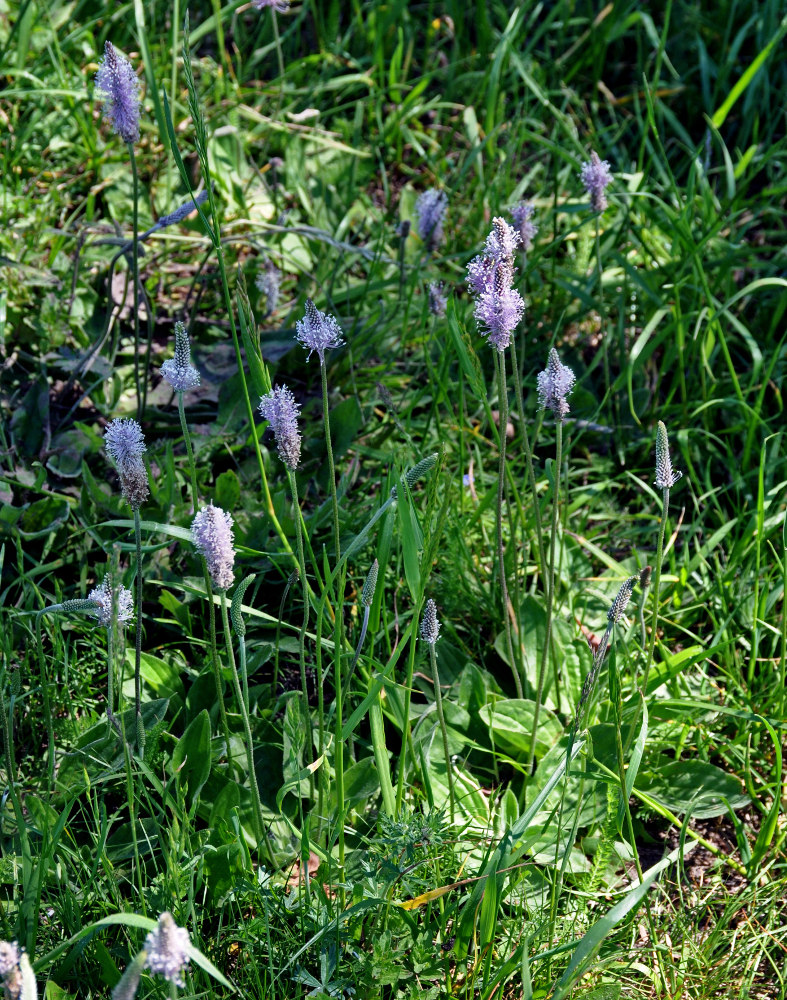 Image of Plantago media specimen.