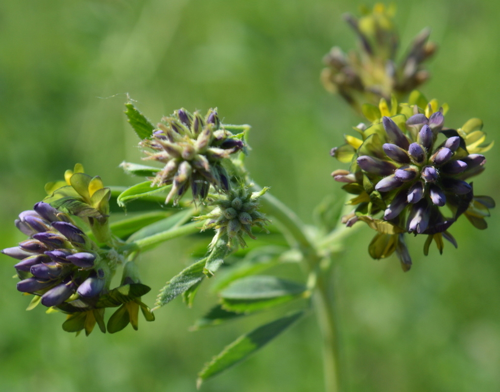 Image of Medicago &times; varia specimen.