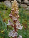 Orobanche crenata. Верхняя часть соцветия. Греция, Эгейское море, о. Парос, окр. г. Лефкес, Византийская тропа; залежь рядом с туристической пешеходной дорогой. 19.04.2018.