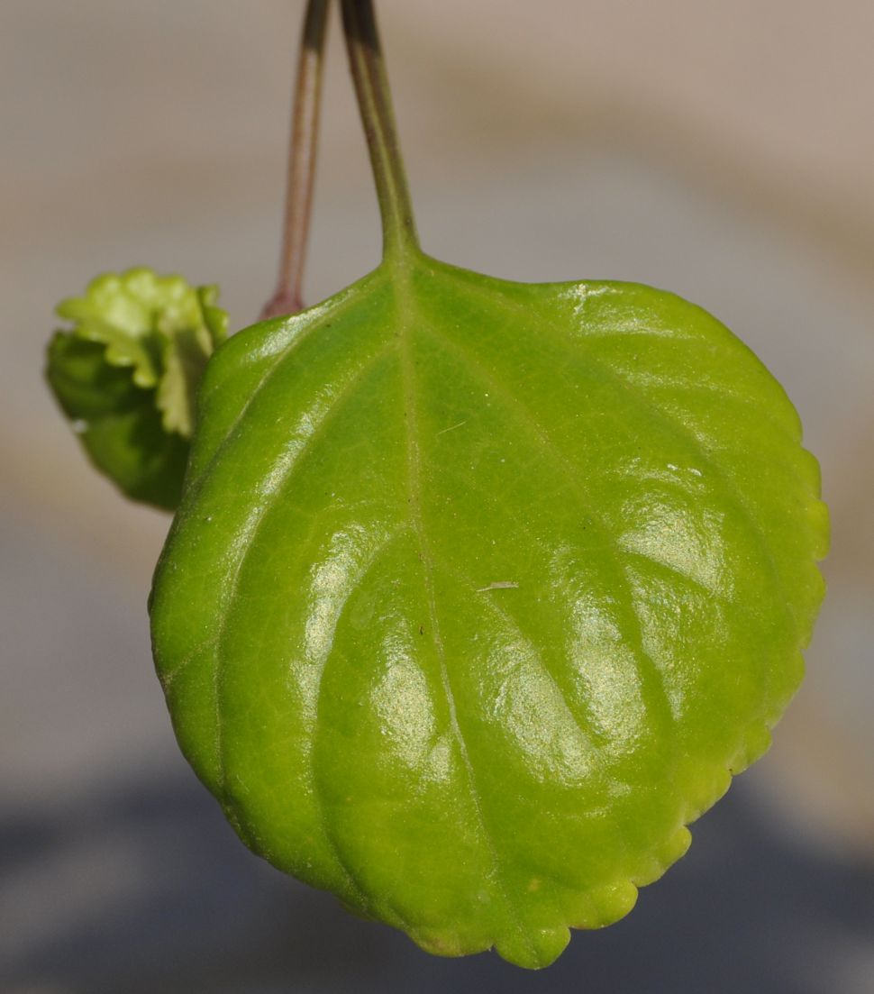 Изображение особи Plectranthus verticillatus.