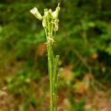 Image of taxon representative. Author is Сергей Апполонов