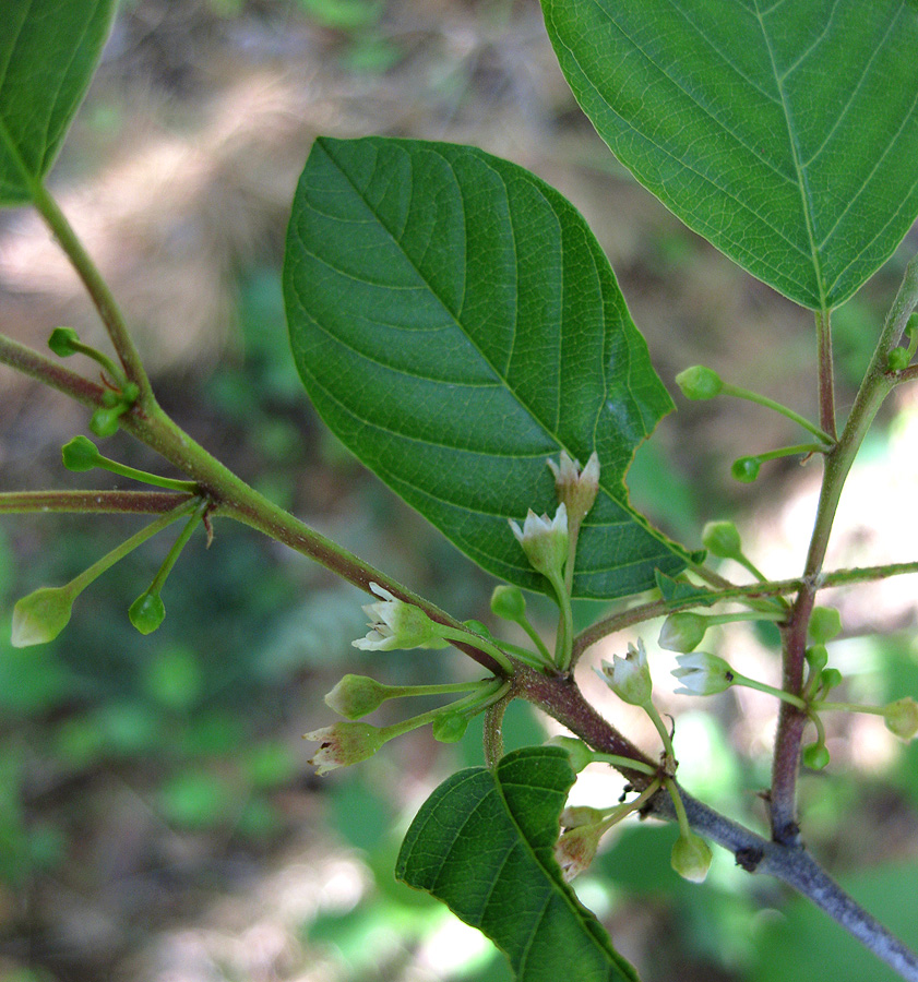 Image of Frangula alnus specimen.