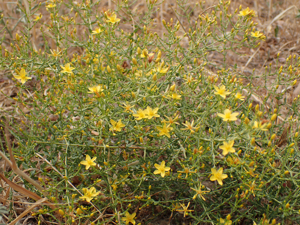 Image of Hypericum triquetrifolium specimen.