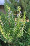 Rosmarinus officinalis