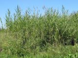 Phragmites australis. Плодоносящие растения. Казахстан, Восточно-Казахстанская обл., Уланский р-н, окр. с. Украинка, заболоченный луг. 17.08.2005.