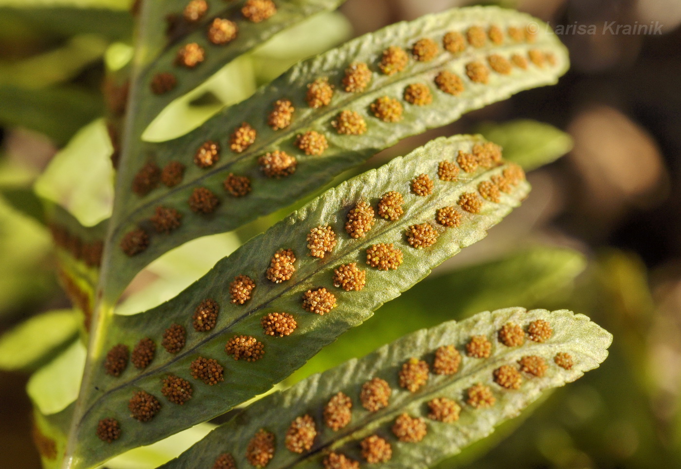 Изображение особи род Polypodium.