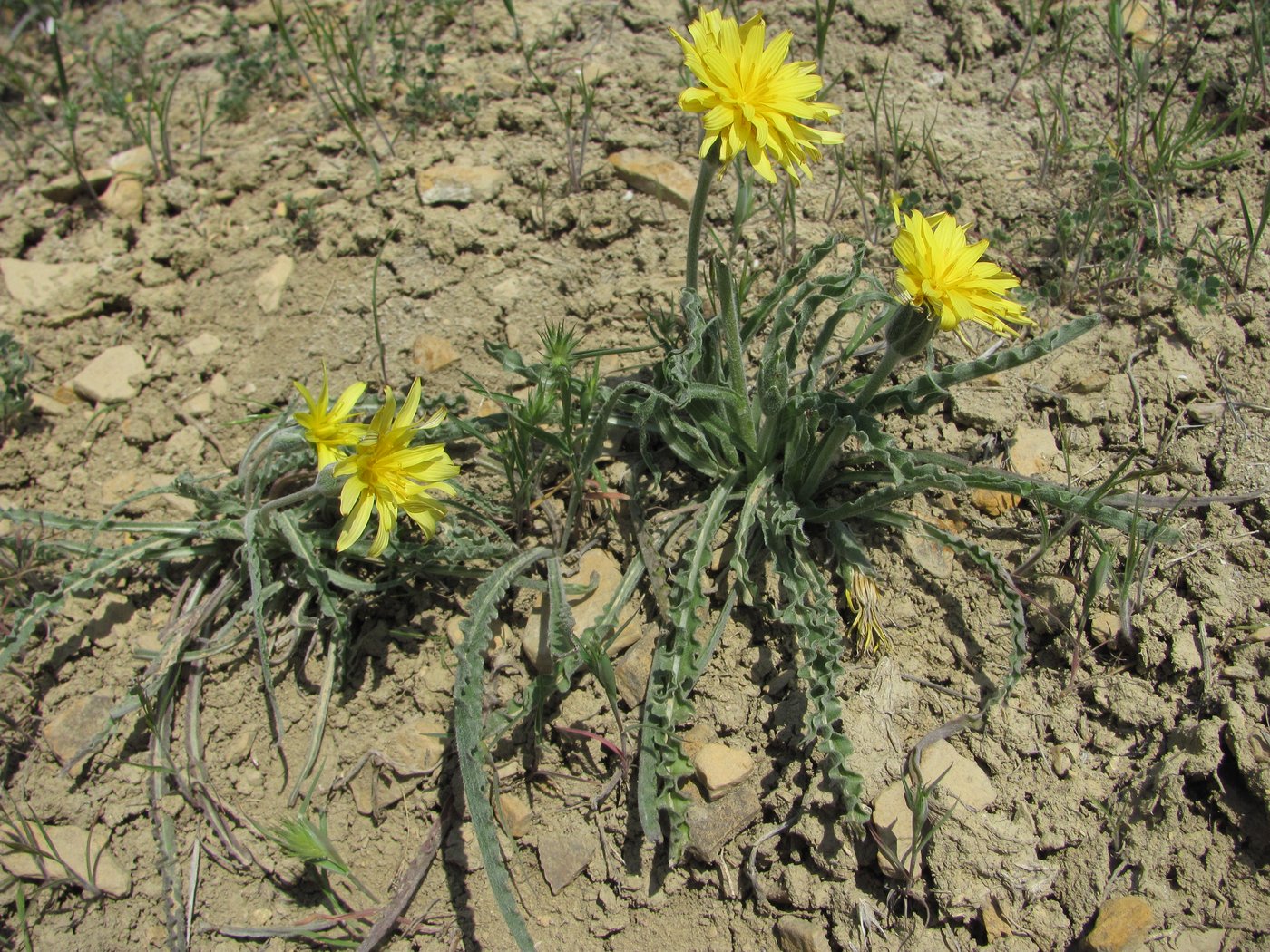 Image of Scorzonera czerepanovii specimen.