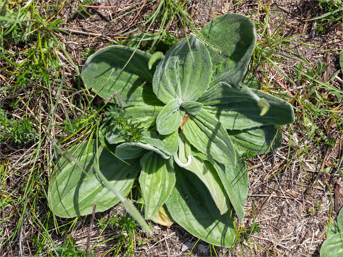 Изображение особи Plantago media.