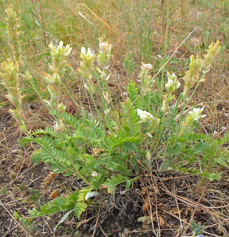 Изображение особи Oxytropis hippolyti.