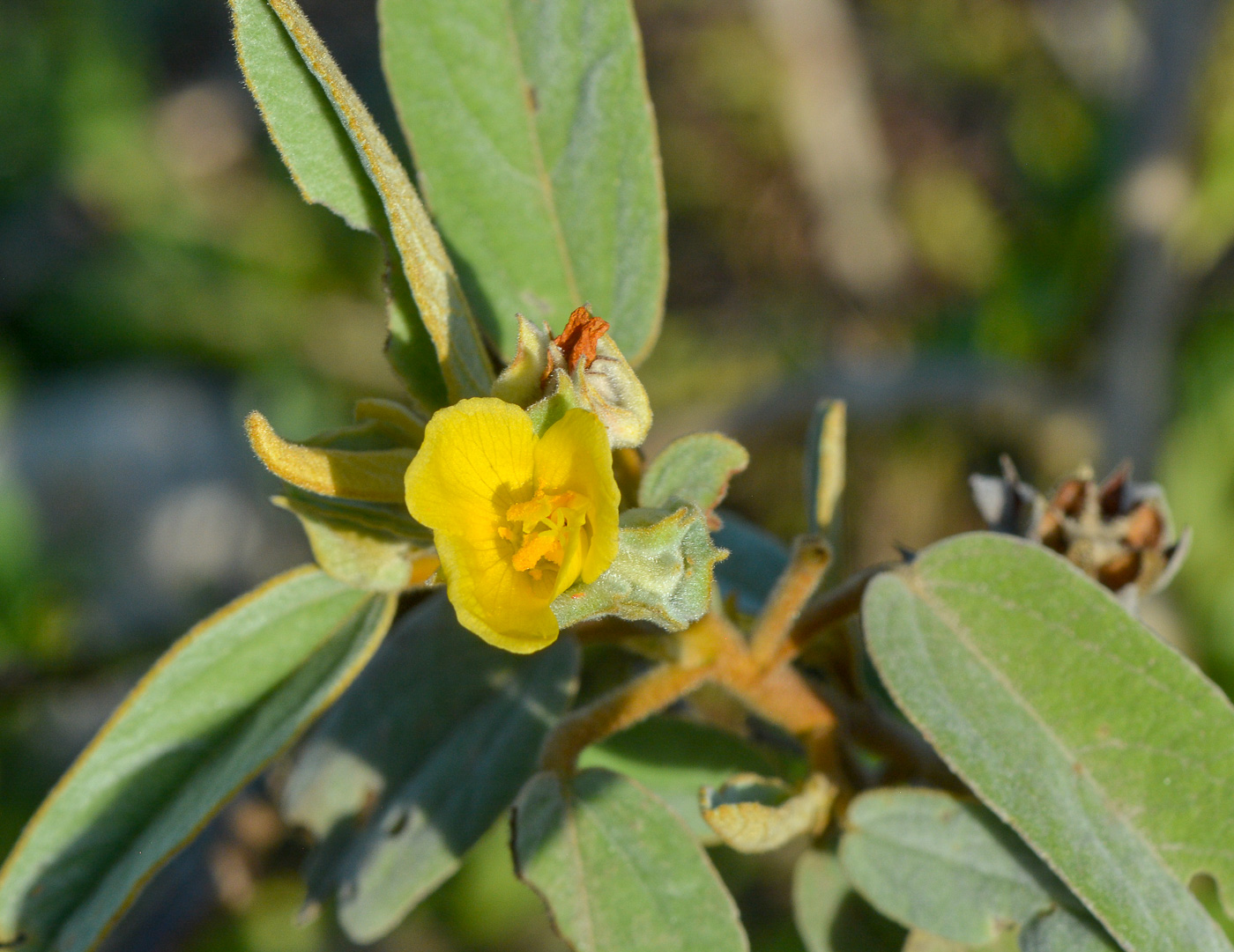 Image of genus Abutilon specimen.