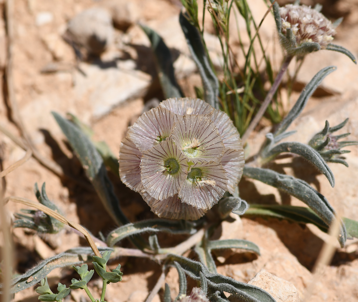 Изображение особи Lomelosia porphyroneura.