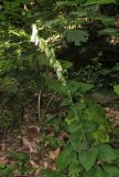 Campanula alliariifolia. Цветущее растение. Карачаево-Черкесия, Урупский р-н, 7 км к северу от пос. Рожкао, широколиственный лес, у ручья. 4 августа 2019 г.
