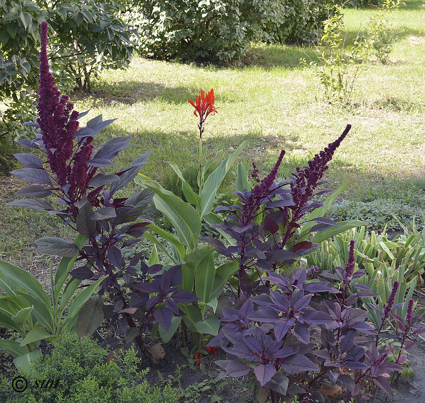 Image of Amaranthus hypochondriacus specimen.