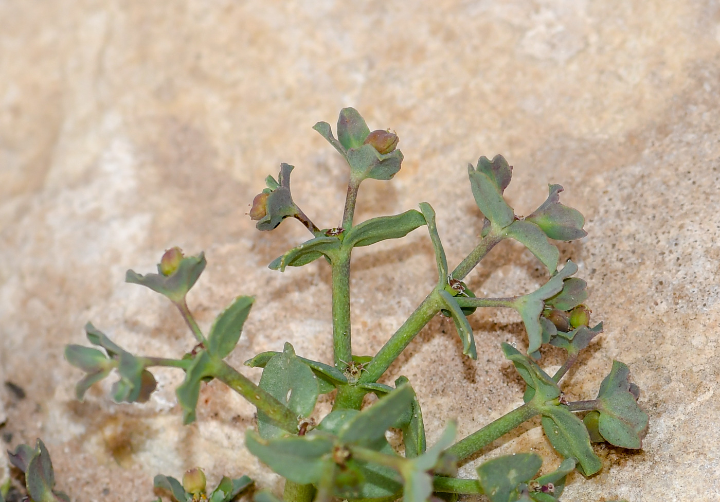 Image of Euphorbia chamaepeplus specimen.