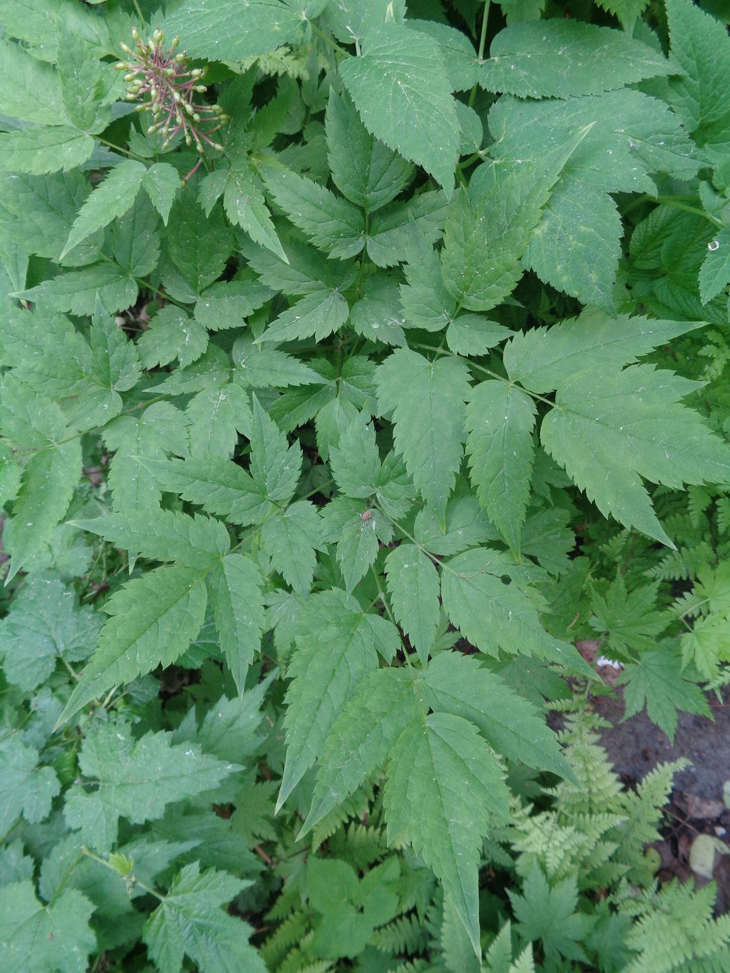 Image of genus Actaea specimen.