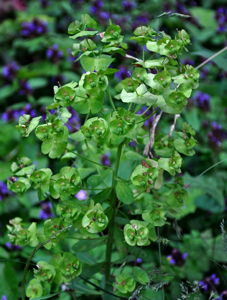 Изображение особи род Euphorbia.