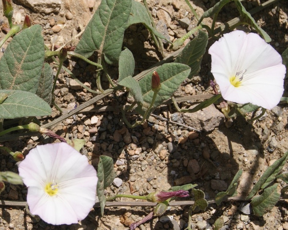 Изображение особи Convolvulus arvensis.