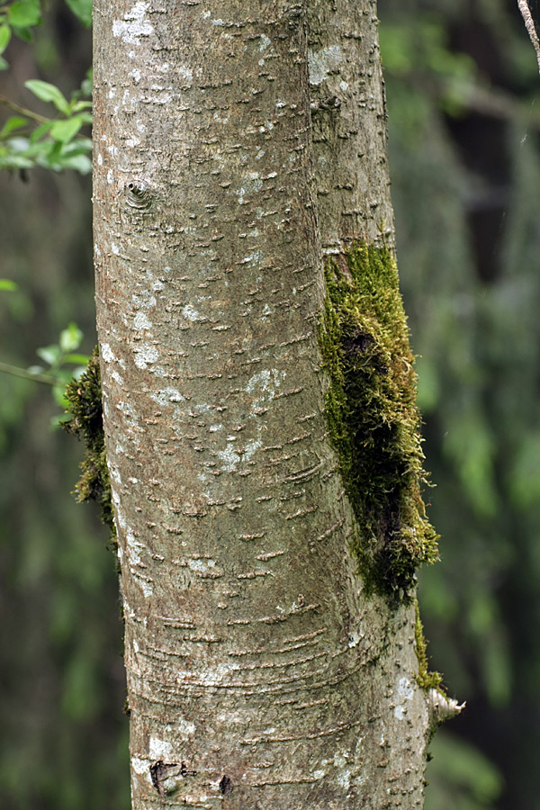 Image of Sorbus aucuparia specimen.