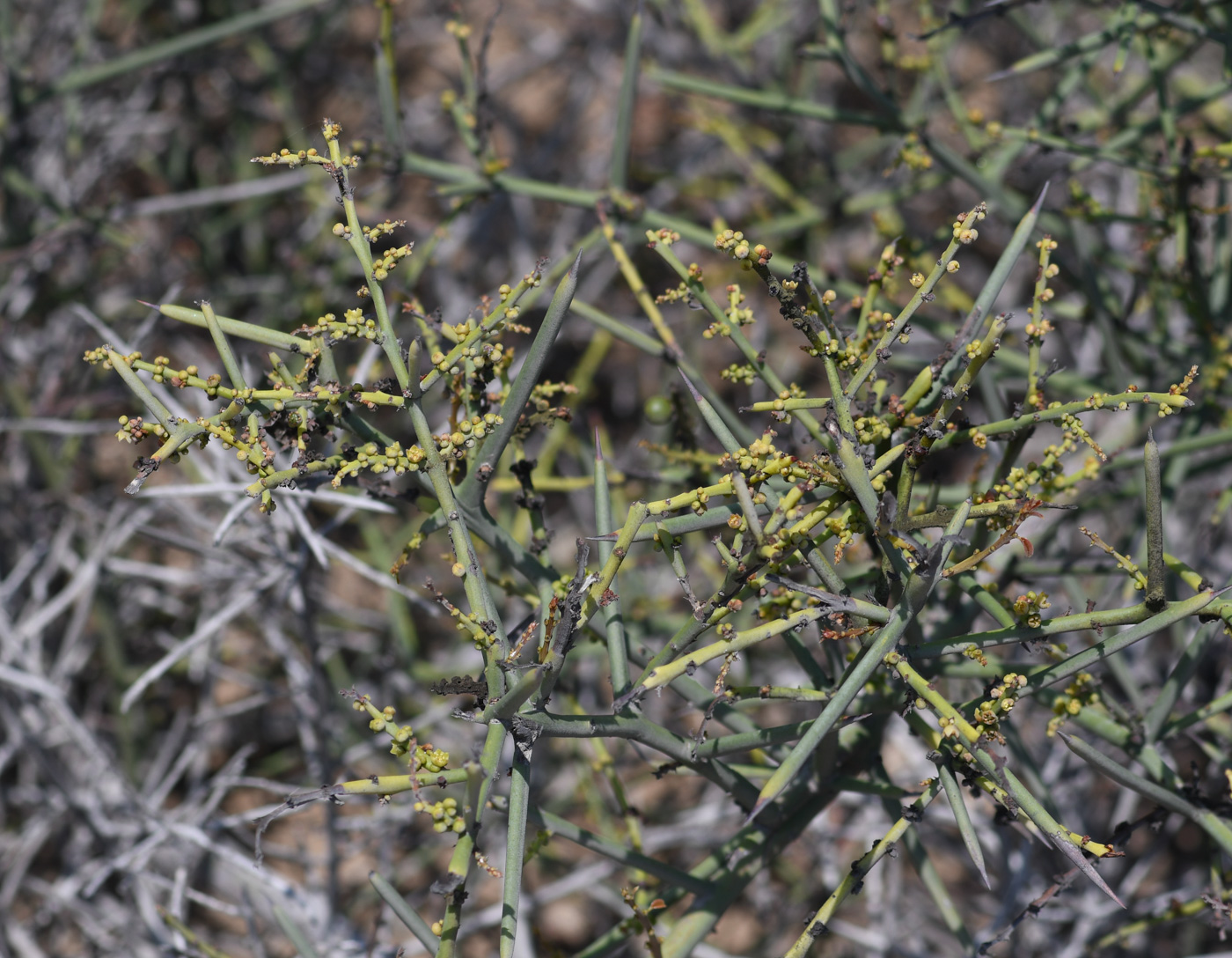 Image of Scutia spicata specimen.