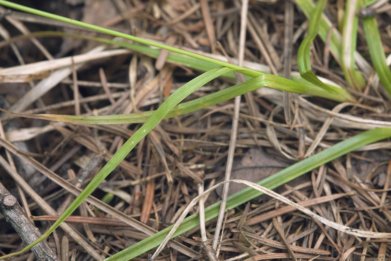 Image of Carex subumbellata specimen.